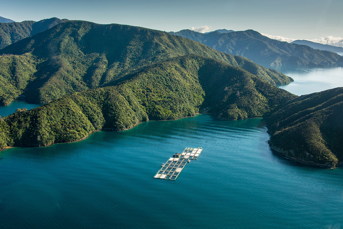 NZ King Salmon Eyes Cook Strait for Large-scale, Long Term Expansion